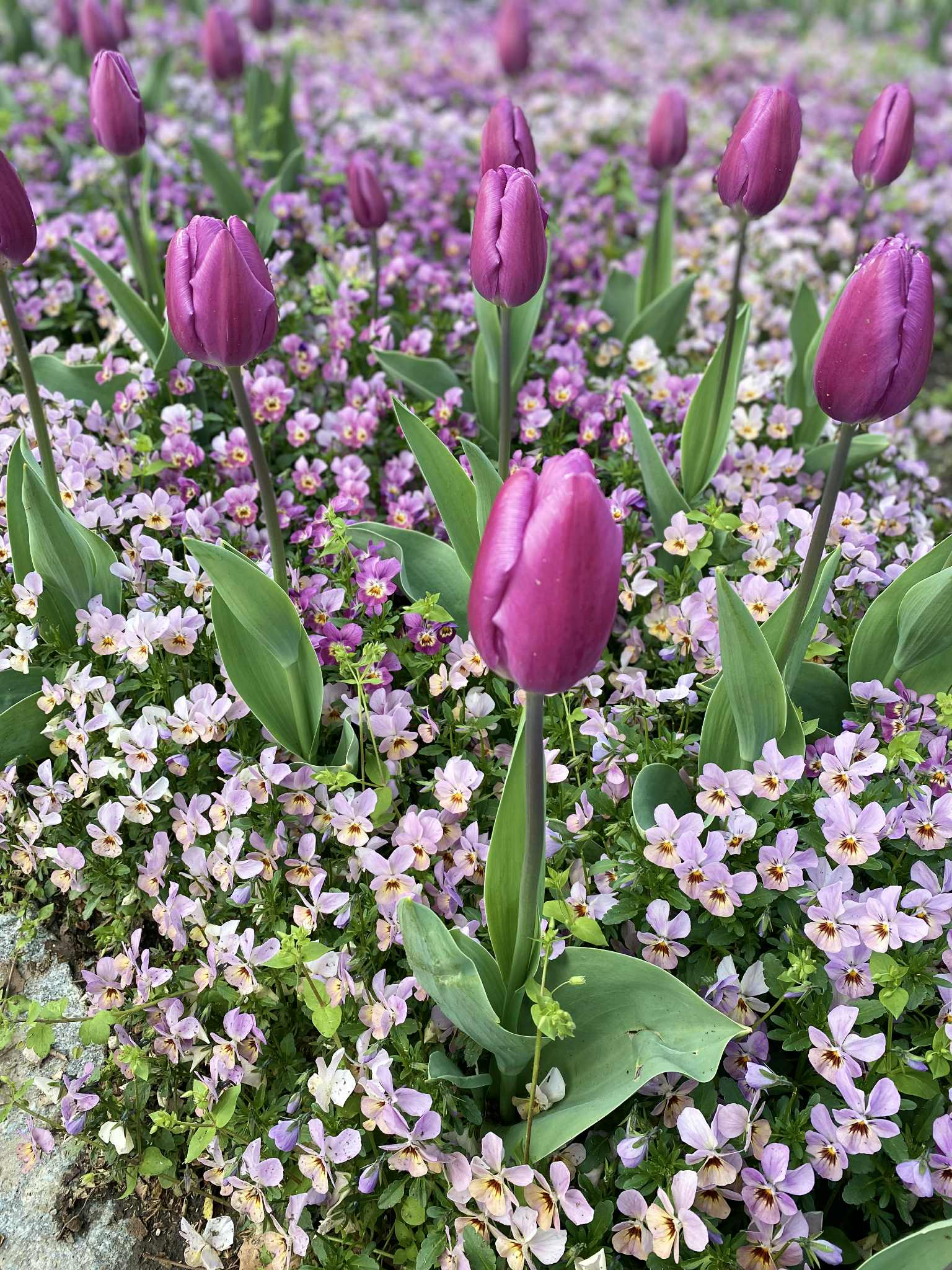 Gyönyörű virágok